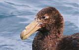 Northern Giant-Petrelborder=